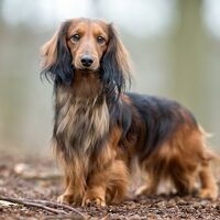 Thumb longhaired dachshund standing outdoors
